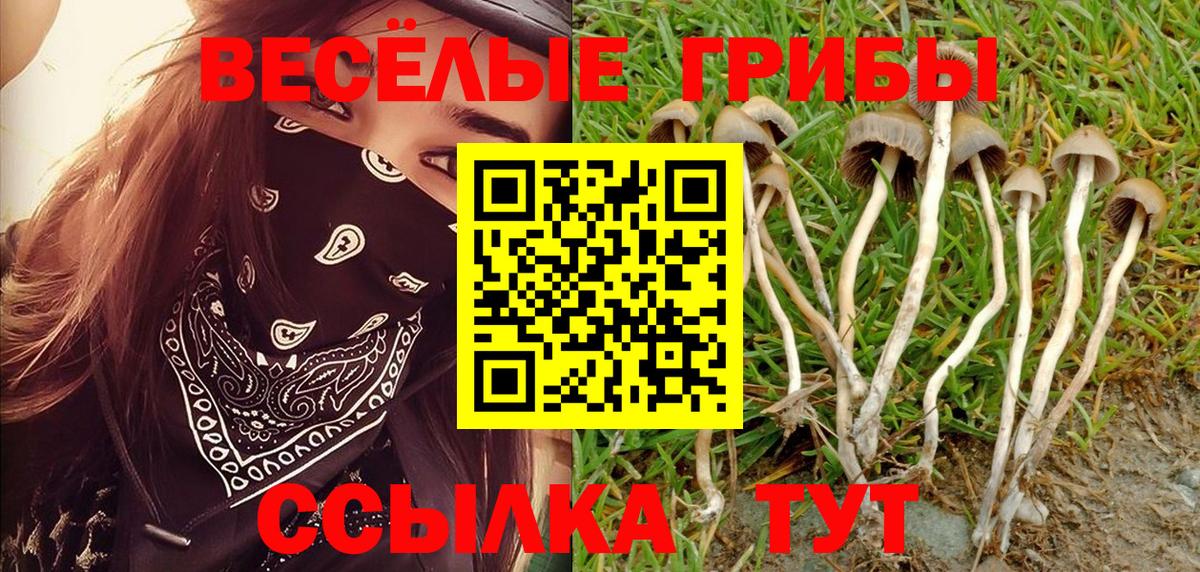 магазин  наркотиков  Псилоцибиновые грибы мицелий  Вход с VPN  Славгород  Галлюциногенные грибы Psilocybine cubensis 